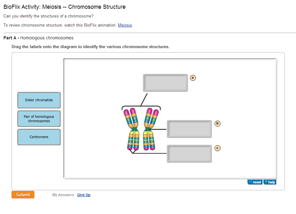 The Cell Cycle, Mitosis and Meiosis - Quiz